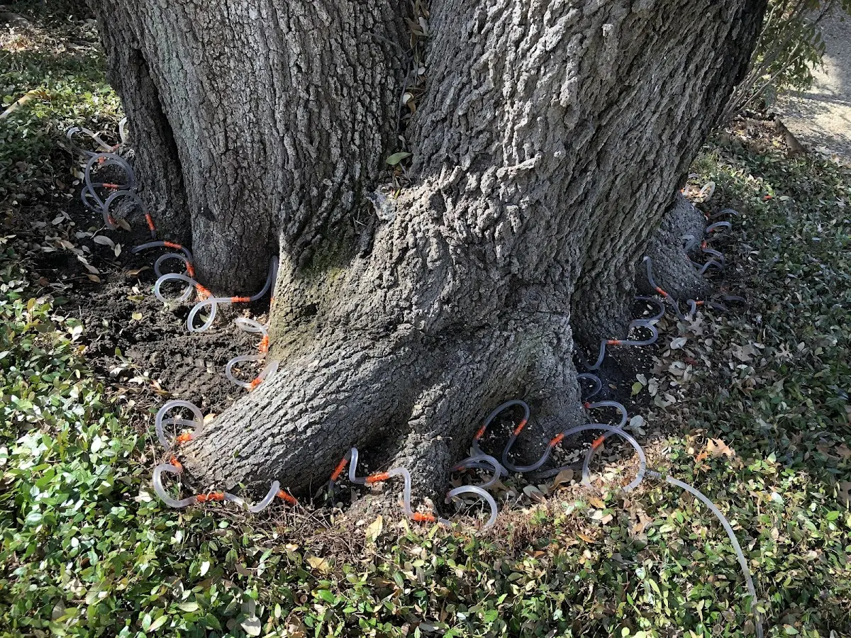 Detailed Tree Cabling and Bracing job site in Glen Saint Mary