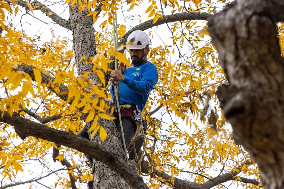 Skilled Tree Pruning crew working in Glen Saint Mary